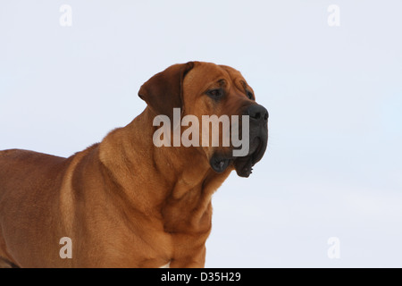 Cane Tosa inu giapponese / Mastiff adulto ritratto Foto Stock