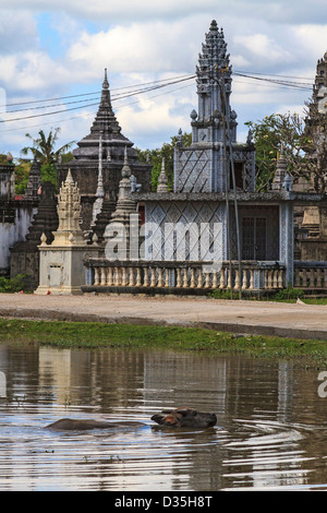 Bufalo d'acqua raffredda in stagno di Wat Nokor, un undicesimo secolo tempio di Kompong Cham, Cambogia. Foto Stock