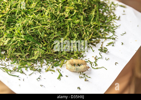 I vecchi worm di seta mangia il suo modo attraverso shreaded foglie di gelso in una fattoria di seta al di fuori di Kompong Thom, Cambogia. Foto Stock