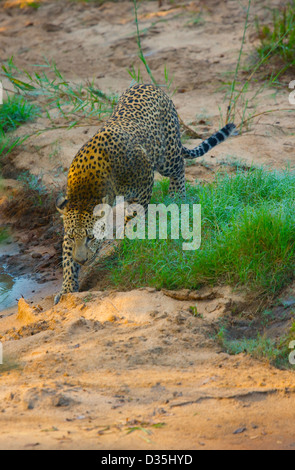 Leopardi del maggiore parco di Kruger, Sud Africa Foto Stock