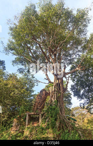 Radici di albero fagocitare i resti di un tempio a Sambor Prei Kuk, non lontano da Angkor Wat in Cambogia Foto Stock