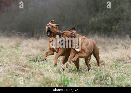 Cane Tosa inu giapponese / Mastiff due adulti in esecuzione in un prato Foto Stock