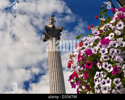 Colonna di Nelson in Trafalgar Square con la primavera/estate fiore in primo piano London REGNO UNITO Foto Stock