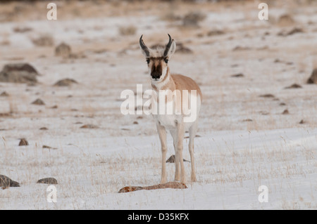 Foto di stock di un buck pronghorn in piedi in un campo nevoso. Foto Stock