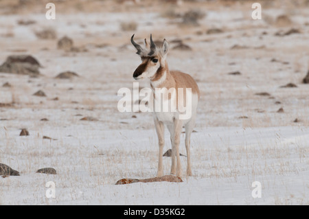 Foto di stock di un buck pronghorn in piedi in un campo nevoso. Foto Stock