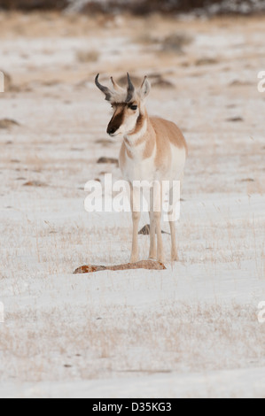 Foto di stock di un buck pronghorn in piedi in un campo nevoso. Foto Stock