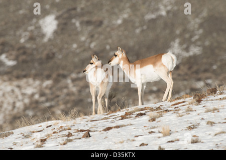 Stock Foto di due pronghorn non sta in piedi su una collina innevate. Foto Stock