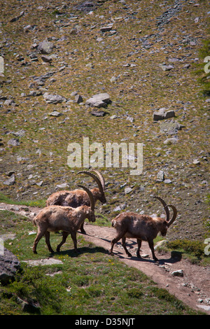 Stambecchi adulti ( Alpine Capra ibex ) nel Parco Nazionale del Gran Paradiso, Alpi italiane, Italia Foto Stock