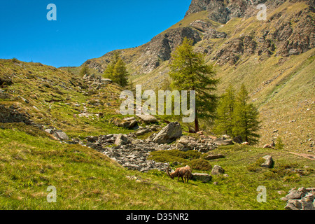 Stambecchi adulti ( Alpine Capra ibex ) nel Parco Nazionale del Gran Paradiso, Alpi italiane, Italia Foto Stock