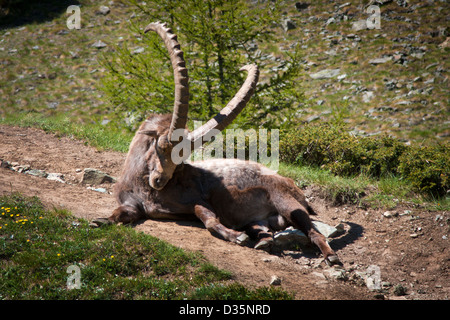 Adulto steinbock ( Alpine Capra ibex ) relax nel Parco Nazionale del Gran Paradiso, Alpi italiane, Italia Foto Stock