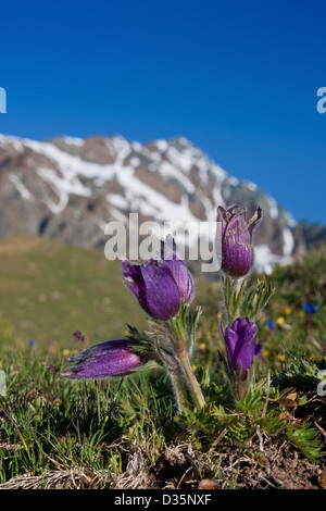 La molla "Pasque flower ( Pulsatilla vernalis ) con lo sfondo di una coperta di neve montagna, il Parco Nazionale del Gran Paradiso, Italia Foto Stock