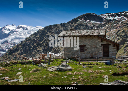 Stambecchi ( Capra stambecchi ) intorno ad una pietra alpina rifugio, Herbetet, il Parco Nazionale del Gran Paradiso, Alpi - Italia Foto Stock