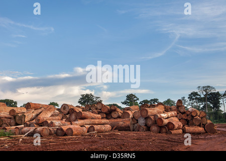 CONGO, 27 sett 2012: tronchi di alberi in una registrazione della concessione legname in attesa di taglio prima di essere spediti al di fuori del paese per l'esportazione. Foto Stock