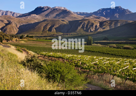 Paesaggi di Cape Winelands e vigneti nella Western Cape Foto Stock