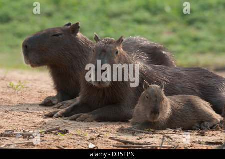 Questo Capibara è stata presa al tramonto su una spiaggia da una barca sul fiume. Pantanal, Brasile Foto Stock