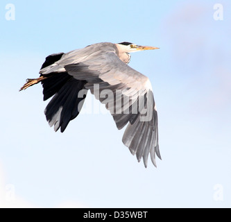 Acquisizione dettagliata di un Europeo airone cinerino (Ardea cinerea) in volo Foto Stock