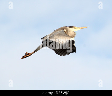 Acquisizione dettagliata di un Europeo airone cinerino (Ardea cinerea) in volo Foto Stock