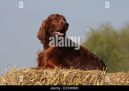 Cane Setter Irlandese / Rosso Setter adulto che giace sulla paglia Foto Stock