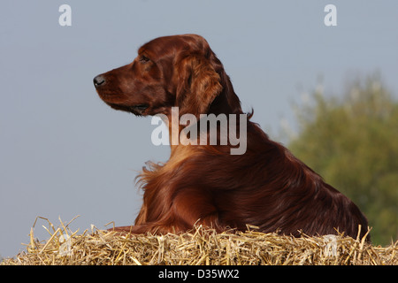 Cane Setter Irlandese / Rosso Setter adulto che giace sulla paglia Foto Stock