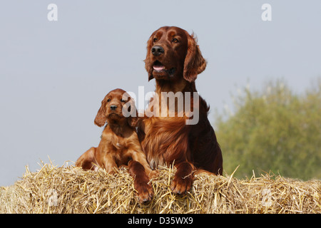 Cane Setter Irlandese / Rosso Setter adulto e cucciolo sdraiato sulla paglia Foto Stock