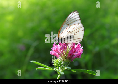 Stupenda farfalla su un trifoglio rosa Foto Stock