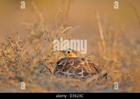 Sandgrouse verniciata (Pterocles indicus) seduto sul suolo roccioso in Ranthambhore riserva della tigre Foto Stock