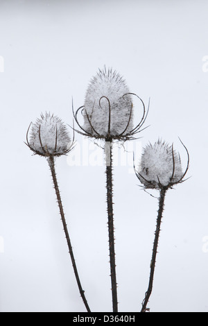 Teasels ricoperta di neve Foto Stock