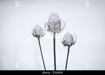 Teasels ricoperta di neve Foto Stock