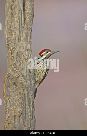 Nero-rumped Flameback o minore Golden-backed Woodpecker (Dinopium benghalense) su un tronco di albero Foto Stock