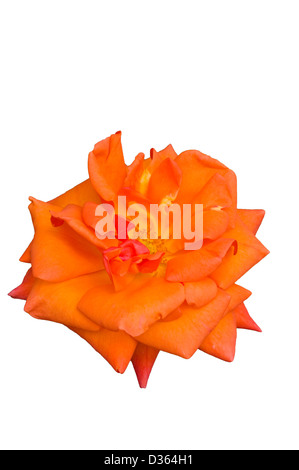 Arancione Rosa Floribunda bella la Gran Bretagna Foto Stock