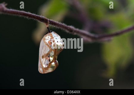 Euploea Core. Comuni indiana crow butterfly pupa. Andhra Pradesh, India Foto Stock