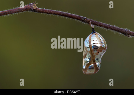 Euploea Core. Comuni indiana crow butterfly pupa. Andhra Pradesh, India Foto Stock