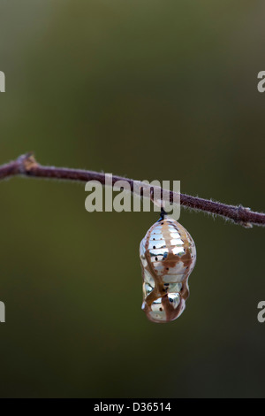 Euploea Core. Comuni indiana crow butterfly pupa. Andhra Pradesh, India Foto Stock