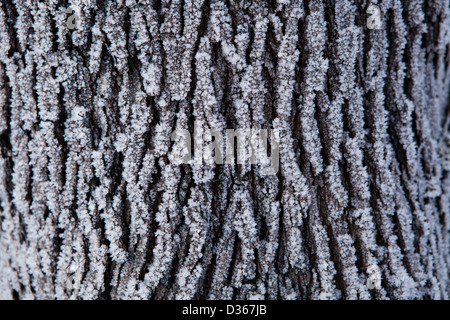 Primo piano di coperta di neve tronco di albero sul giorno di inverno Foto Stock