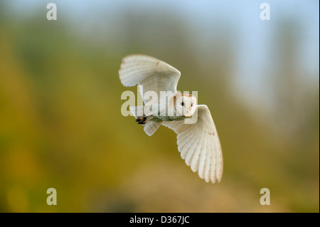 Il barbagianni in volo Foto Stock