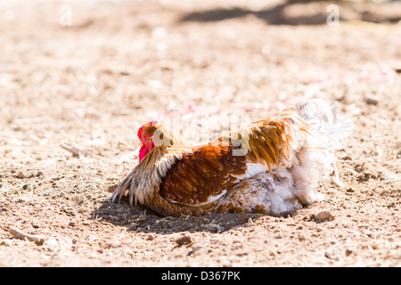 Libera rrange polli su azienda agricola biologica. Foto Stock