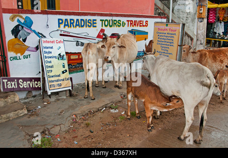 Vacche sacre agenzia di viaggio Viaggi Paradise Tours Covelong ( Kovalam o Cobelon ) India Tamil Nadu Foto Stock