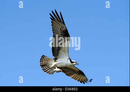 Osprey in volo con un pesce nella sua talons " Foto Stock