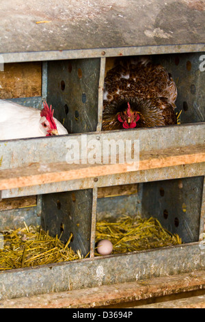 Libera rrange polli su azienda agricola biologica. Foto Stock