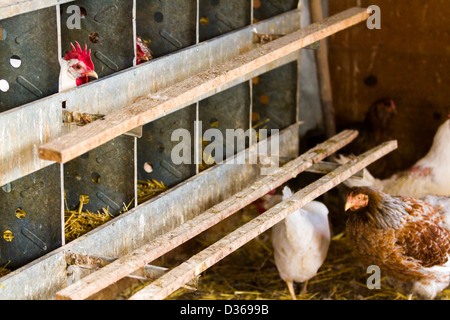 Libera rrange polli su azienda agricola biologica. Foto Stock