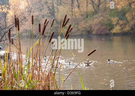 Le anatre e Cattails, lo stagno, al Central Park di New York Foto Stock