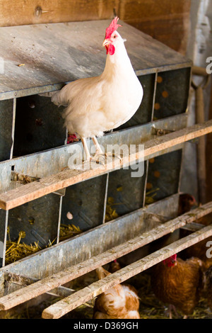 Libera rrange polli su azienda agricola biologica. Foto Stock