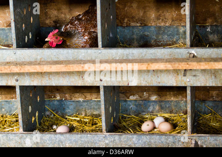 Libera rrange polli su azienda agricola biologica. Foto Stock