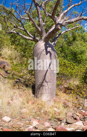 Boab tree, regione di Kimberley, zattera punto, Collier Bay, Australia occidentale. Foto Stock