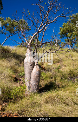 Boab tree, regione di Kimberley, zattera punto, Collier Bay, Australia occidentale. Foto Stock