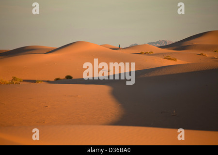 Algodones dune o Imperial dune di sabbia, Imperial County, California, Stati Uniti d'America, STATI UNITI D'AMERICA Foto Stock