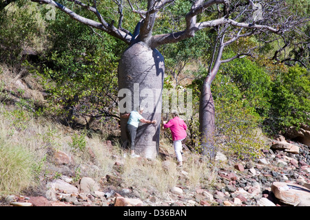 Boab tree, regione di Kimberley, zattera punto, Collier Bay, Australia occidentale. Foto Stock