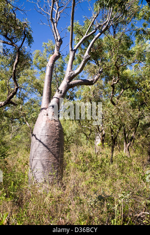 Boab tree, regione di Kimberley, zattera punto, Collier Bay, Australia occidentale. Foto Stock