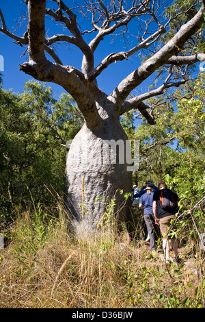 Boab tree, regione di Kimberley, zattera punto, Collier Bay, Australia occidentale. Foto Stock