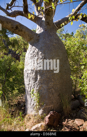 Boab tree, regione di Kimberley, zattera punto, Collier Bay, Australia occidentale. Foto Stock